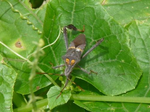 Réf. 196 074 : Leptoglossus zonatus